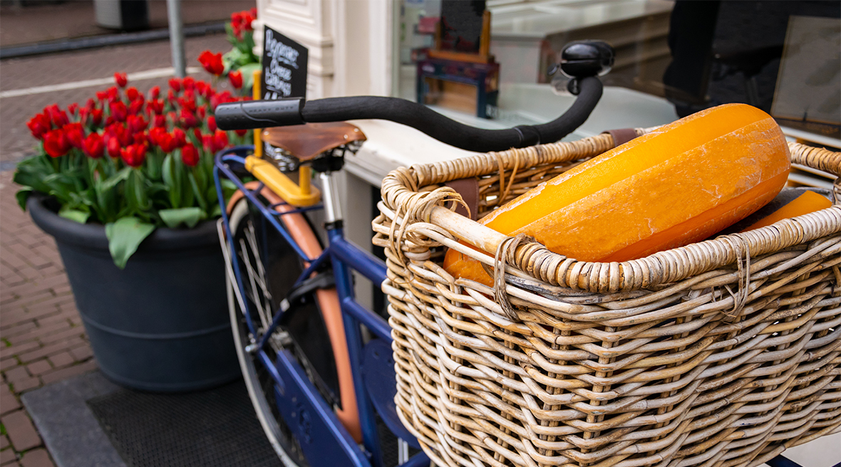 Cheese wheel in basket of a bicycle, outside a café or shop, with a tub of red tulips behind the bike